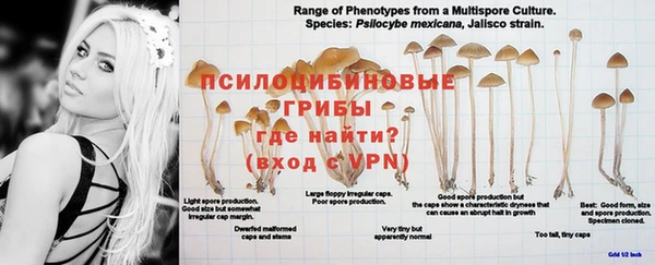 стаф Богданович